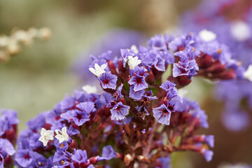 Limonium sinuatum blooming cluster