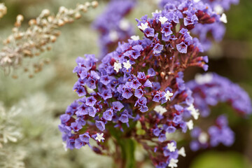 Limonium sinuatum blooming cluster