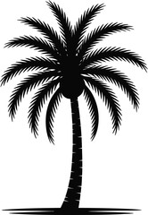 Obraz premium Tropical palm tree silhouette nature plant