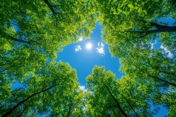 Sunlight shines through a circular canopy of lush green trees against a clear blue sky.