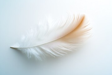 Obraz premium Delicate White Feather on a Soft Light Background for Minimalist Art