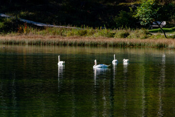 Mute swans enjoying the clear waters of Lago di Dobbiaco. Their elegant forms mirrored on the...