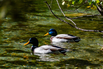 Beautiful mallard ducks gliding on the calm waters near Lago di Dobbiaco, South Tyrol. Sunlit clear water reveals the lakebed. Natural habitat for wild birds.