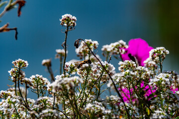Close-up of a bee on white alyssum flowers, with a pop of fuchsia and a clear blue sky. A symbol of...