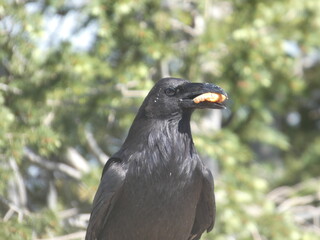 Bird holding food