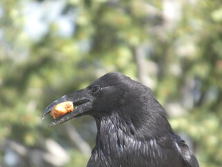 Bird holding food