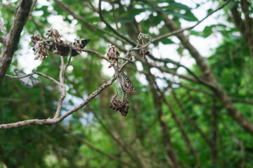 Blue Tiger Butterfly (Tirumala limniace) Feeding in Taipei Forest ,Taiwan