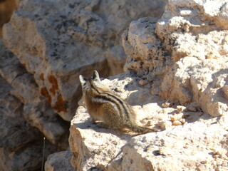Ecureuil Squirle