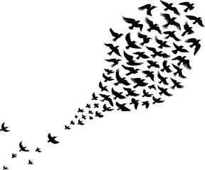 Flock of birds in flight flying migration