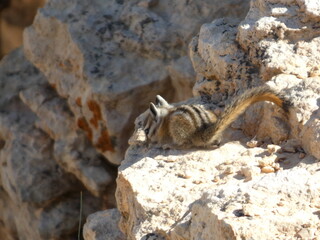 Ecureuil Squirle