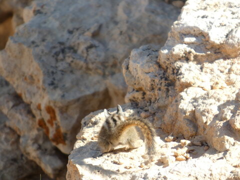 Ecureuil Squirle