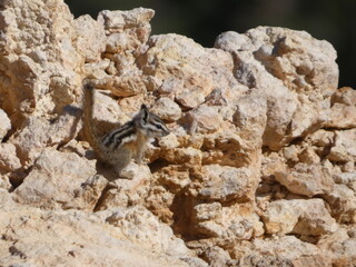 Ecureuil Squirle