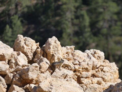 Ecureuil Squirle
