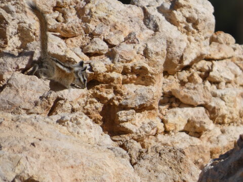 Ecureuil Squirle