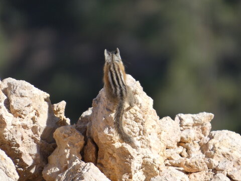 Ecureuil Squirle