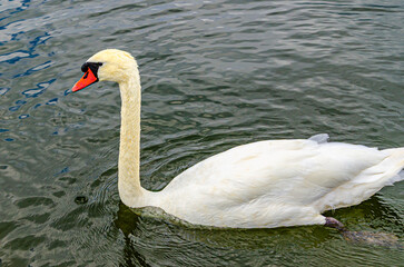 White swan on the water