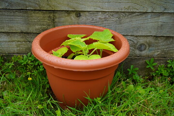 green plant in a pot