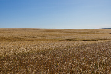 Naklejka premium Lush barley stands tall in a vast field, swaying gently under the warm summer sun with a clear blue sky above