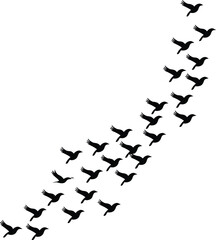 Flock of birds in flight flying migration
