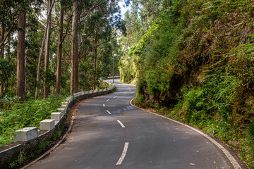 Obraz premium Winding Road Through Laurisilva Forest on Madeira Island, Portugal | Kręta droga przez las laurowy na Maderze, Portugalia