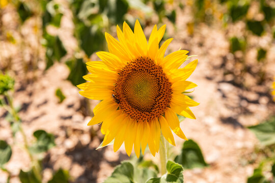 Une fleur de tournesol ensoleill&eacute;e en gros plan dans un champ avec une abeille qui butine, vue plongeante