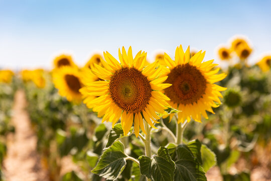 Deux fleurs de tournesol en gros plan dans un champ de tournesol ensoleill&eacute; avec un ciel bleu en arri&egrave;re-plan, dans le sud de la France
