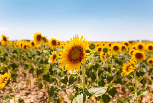 Des fleurs de tournesol jaunes dans un champ de tournesol ensoleill&eacute; avec un grand ciel bleu en arri&egrave;re plan, dans le sud de la France