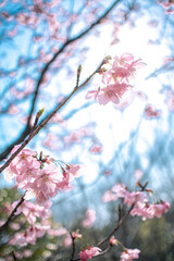 ピンクの桜
