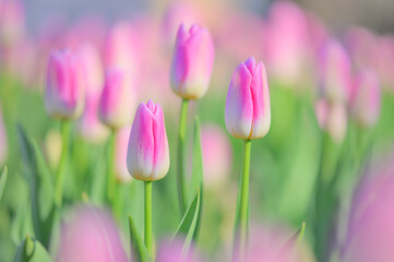 Naklejka premium やさしい光に包まれたチューリップの花たち