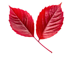 Two red leaves autumn leaves fall foliage vibrant color closeup view on transparent background