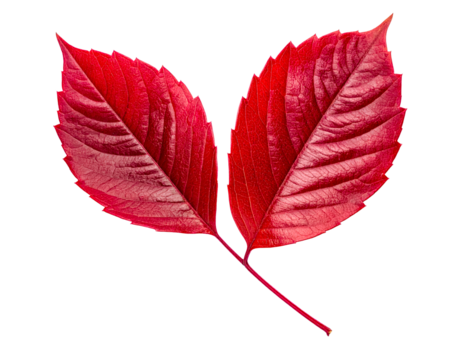 Two red leaves autumn leaves fall foliage vibrant color closeup view on transparent background