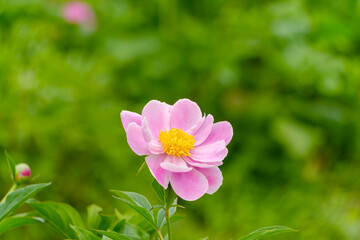 緑の背景に映えるピンクの芍薬の花