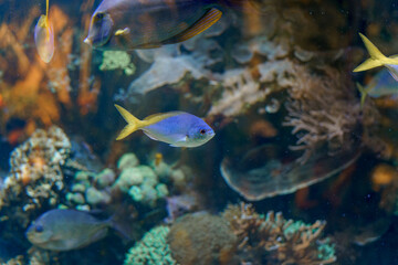 Colorful fish swim amongst coral in a vibrant underwater ecosystem during daytime