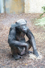 Chimpanzee resting peacefully in its habitat during the afternoon at a wildlife sanctuary