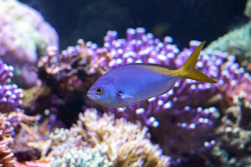 Colorful fish swimming among vibrant coral in a clear tropical reef during daylight hours