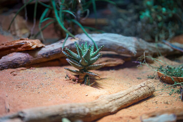 Succulent plant grows in desert environment among rocks and sand with green foliage under natural lighting