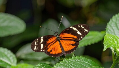 Obraz premium Orange and black butterfly on green leaves