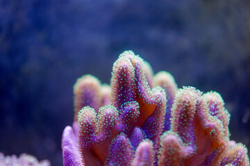 Vibrant coral reef thriving under the ocean light enhances underwater ecosystem in a marine habitat