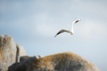 Seagull soaring above rocky terrain.