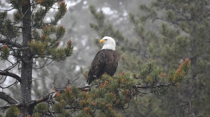 Bald eagle perched in misty forest
