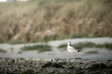 Seagull on a Sandy Beach with Dunes