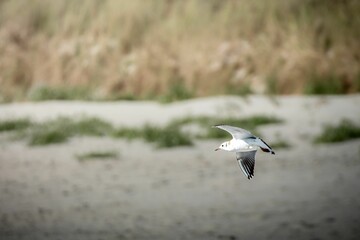 Seagull in Flight Over Sandy Beach