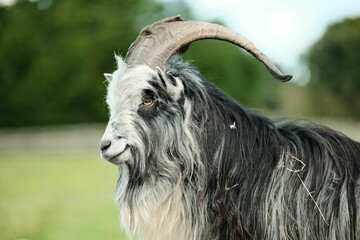 Majestic Goat in a Green Field