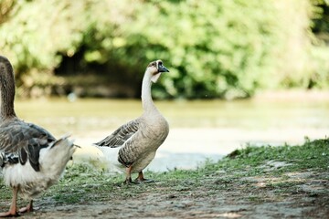 Serene view of a goose by a lake