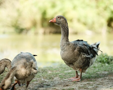 Goose by a pond on a sunny day