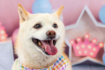 Shiba Inu Smiling in Front of Pink Party Decor
