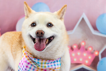 Happy Shiba Inu with Party Decor and Colorful Bandana