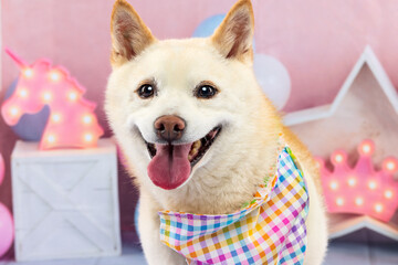 Smiling Shiba Inu in Colorful Bandana with Pastel Backdrop