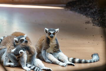 Lemurs interacting playfully in a sunlit indoor habitat during the afternoon