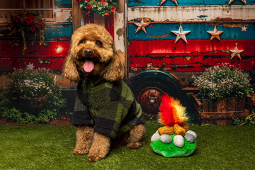 Dog in Plaid Sweater Sitting by Patriotic Camper and Campfire Prop